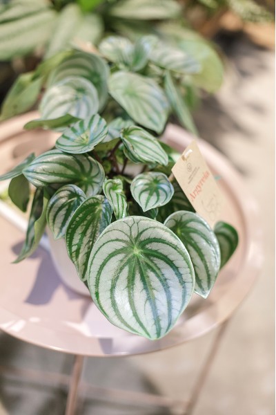 Пеперомия серебристая (Peperomia argyreia)