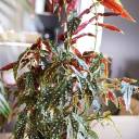 Бегония Макулата (Begonia Maculata) 110 см - с добавлением зелени - миниатюра 