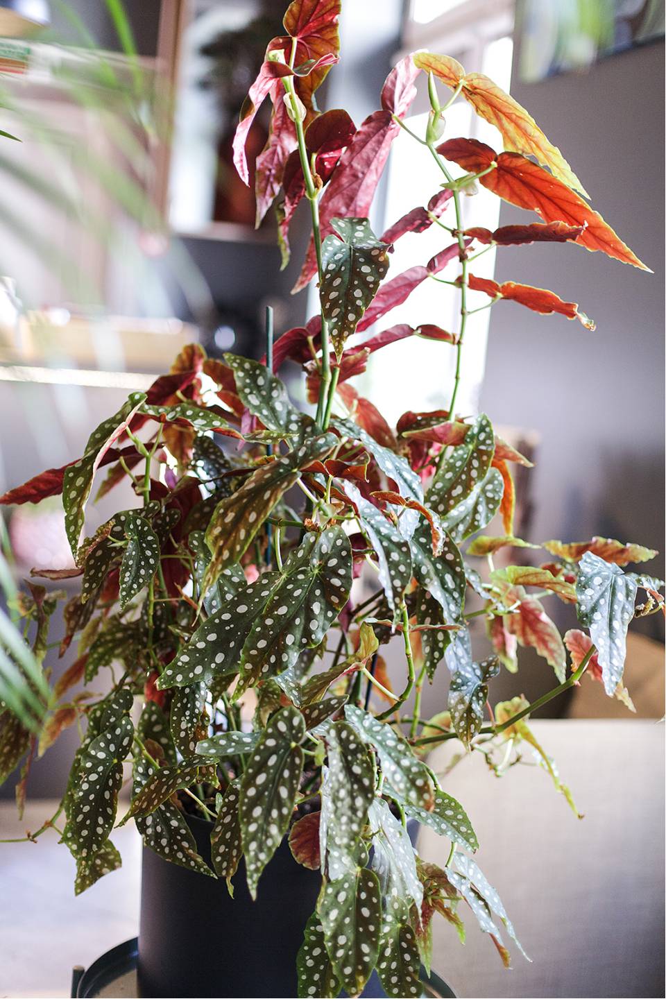 Бегония Макулата (Begonia Maculata) 110 см - с добавлением зелени