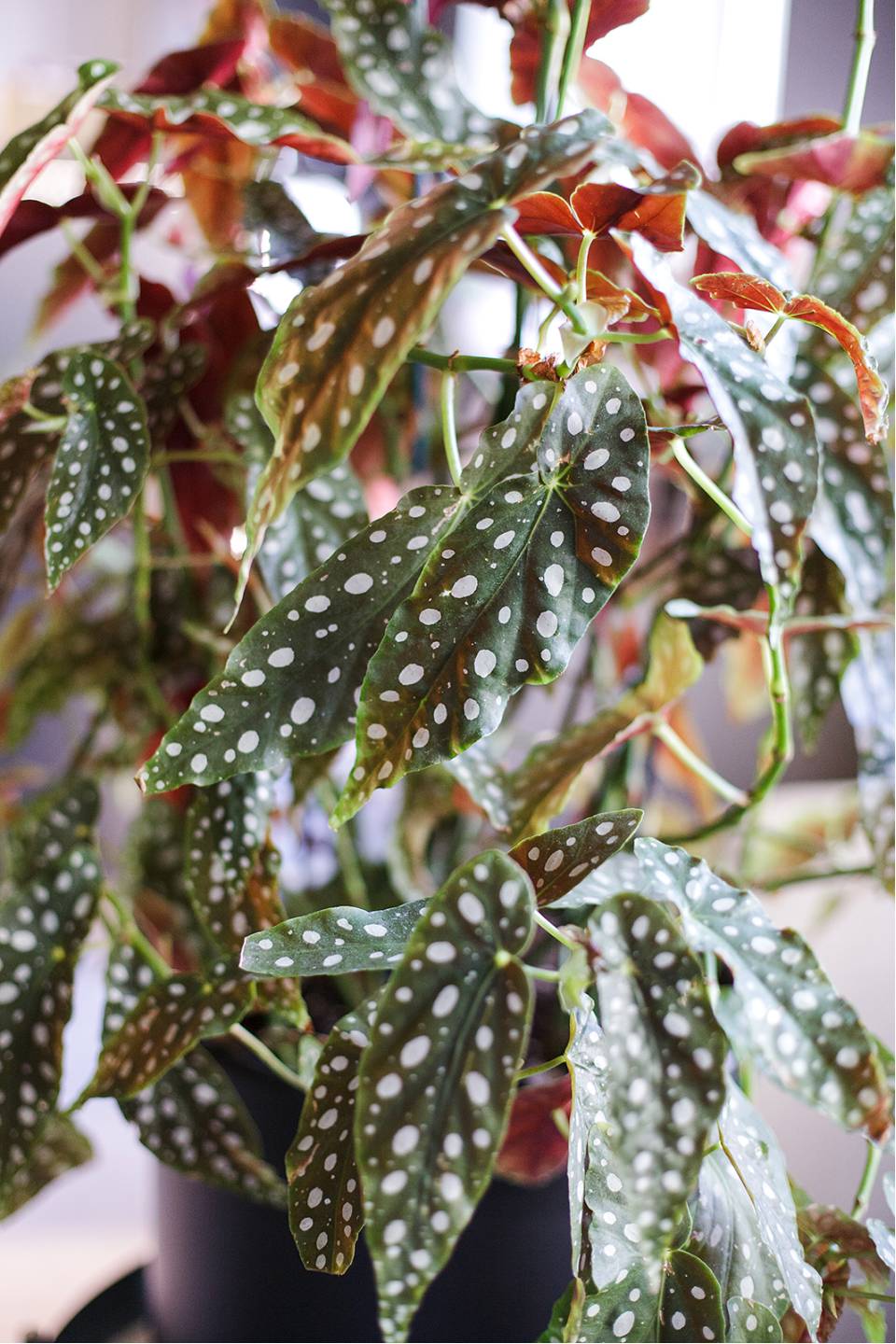 Бегония Макулата (Begonia Maculata) 110 см - подарочное оформление