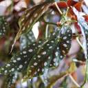 Бегония Макулата (Begonia Maculata) 110 см - быстрая доставка в Минске - миниатюра