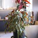 Бегония Макулата (Begonia Maculata) 110 см - для женщины/молодой пары - миниатюра