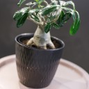 Адениум (Adenium Ansu Baobab) 45 см - подарочное оформление - миниатюра