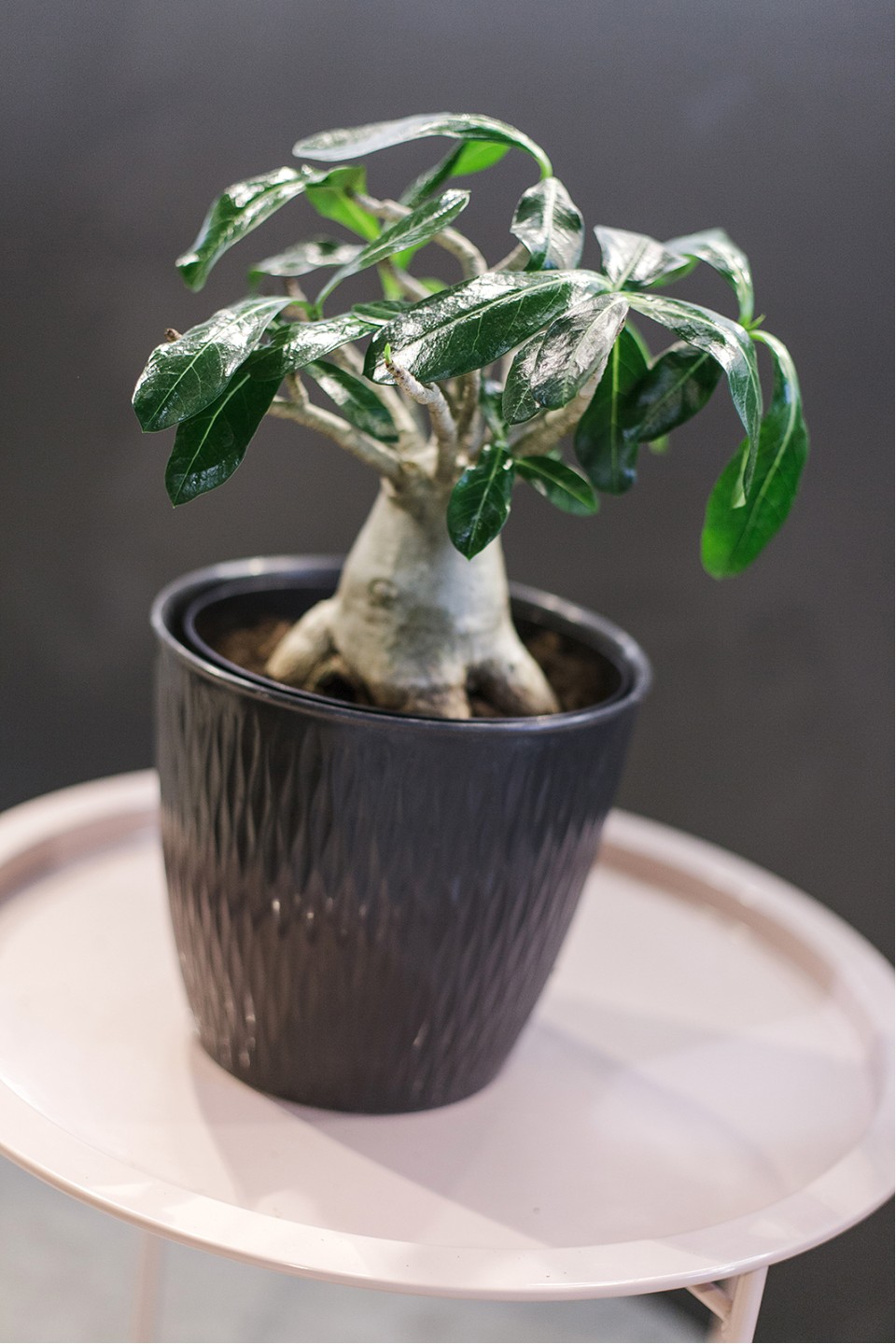Адениум (Adenium Ansu Baobab) 45 см - подарочное оформление