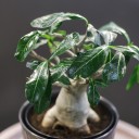 Адениум (Adenium Ansu Baobab) 45 см - с доставкой по Минску - миниатюра