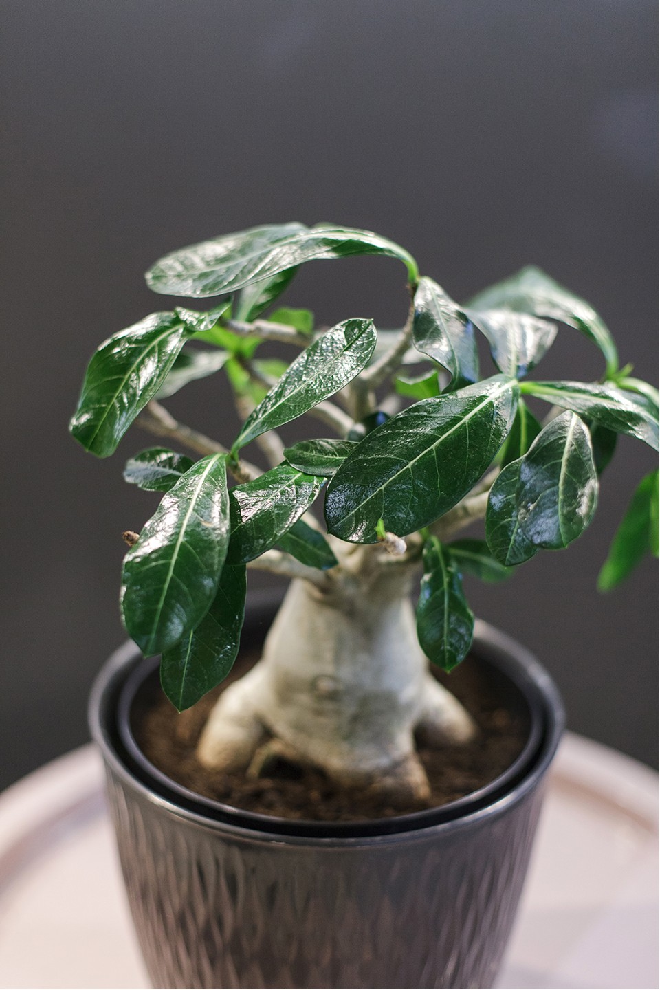 Адениум (Adenium Ansu Baobab) 45 см - с доставкой по Минску