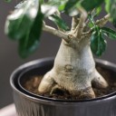 Адениум (Adenium Ansu Baobab) 45 см - с добавлением зелени - миниатюра 