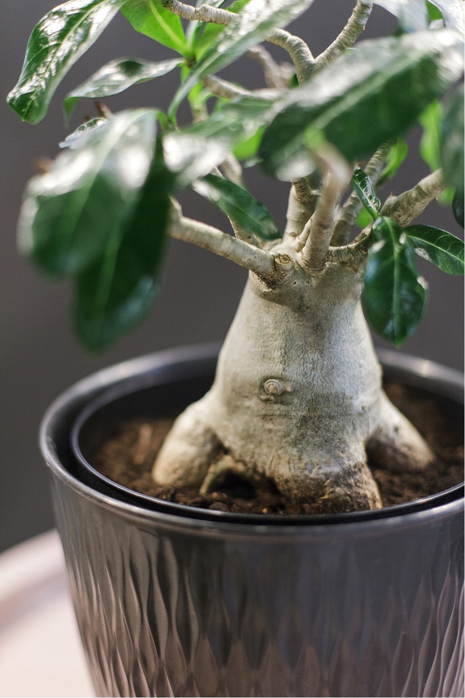 Адениум (Adenium Ansu Baobab) 45 см - с добавлением зелени