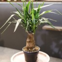 Юкка Элефантис (Yucca Elephantipes) 70 см - с доставкой по Минску - миниатюра