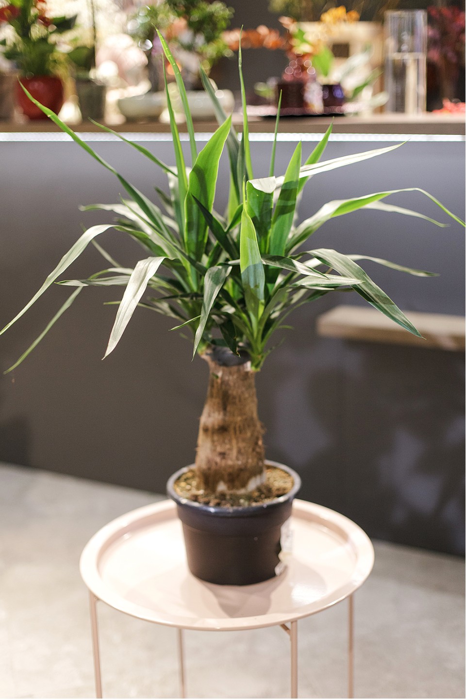 Юкка Элефантис (Yucca Elephantipes) 70 см - с доставкой по Минску