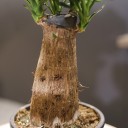 Юкка Элефантис (Yucca Elephantipes) 70 см - с добавлением зелени - миниатюра 