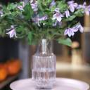 Клематис (Clematis) - миниатюра