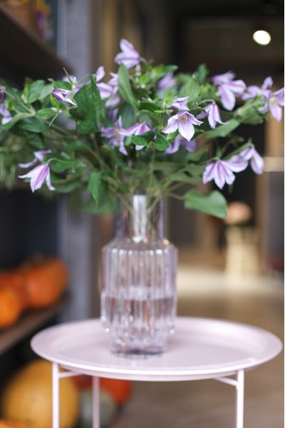 Клематис (Clematis)