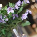 Клематис (Clematis) - быстрая доставка в Минске - миниатюра