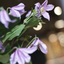 Клематис (Clematis) - для женщины/молодой пары - миниатюра