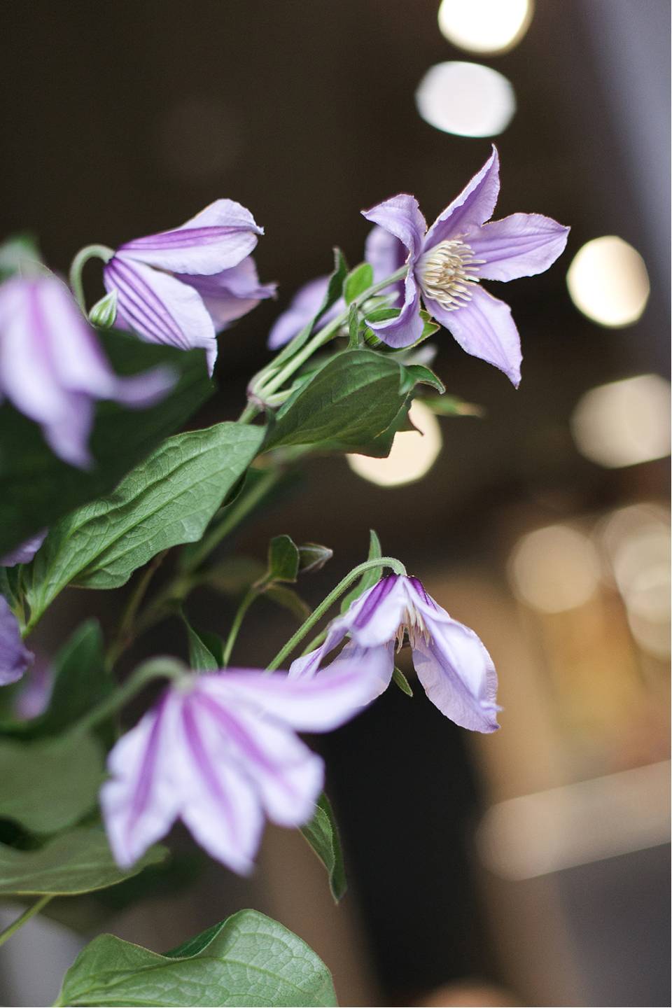 Клематис (Clematis) - для женщины/молодой пары