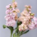 Маттиола - для женщины/молодой пары - миниатюра