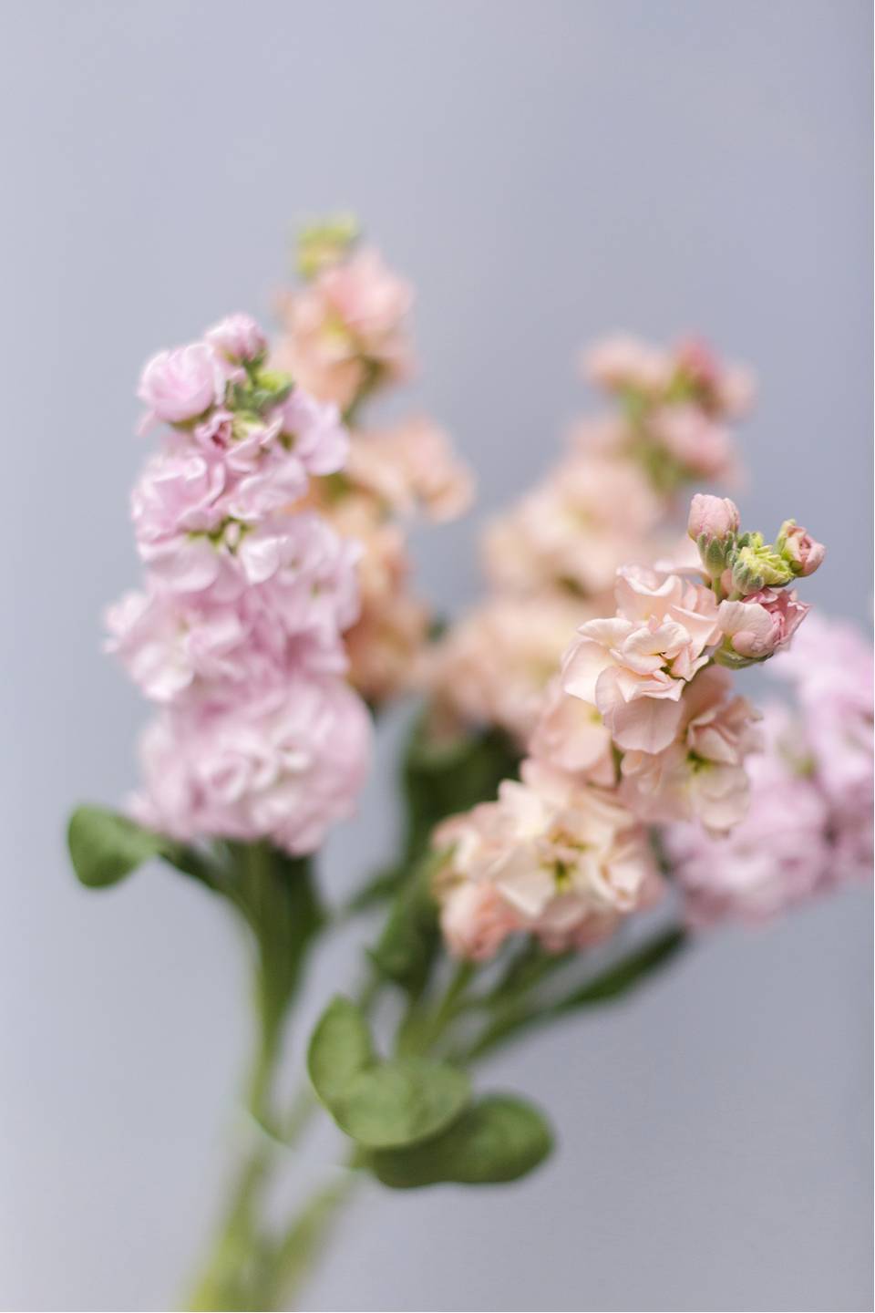 Маттиола - для женщины/молодой пары