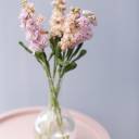 Маттиола - быстрая доставка в Минске - миниатюра