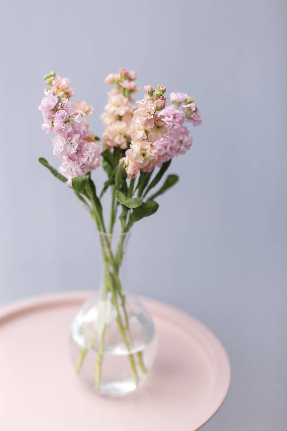 Маттиола - быстрая доставка в Минске