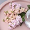 Маттиола - миниатюра 7