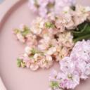 Маттиола - миниатюра 8