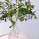 Клематис (Clematis) - с доставкой по Минску - миниатюра