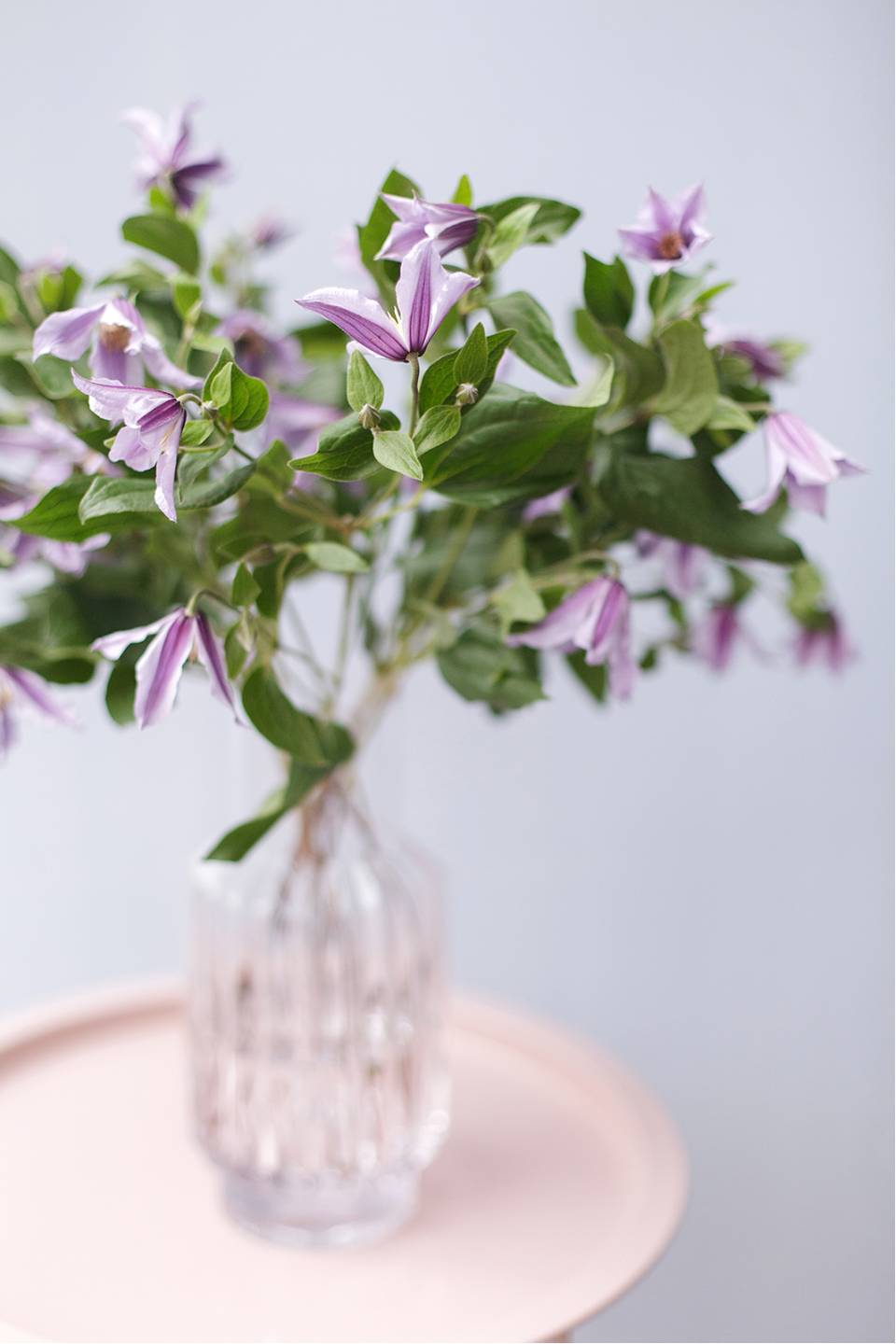 Клематис (Clematis) - с доставкой по Минску