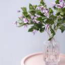 Клематис (Clematis) - подарочное оформление - миниатюра