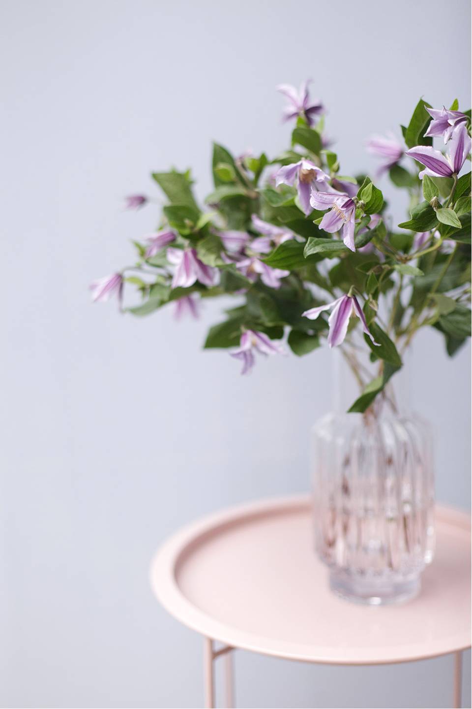 Клематис (Clematis) - подарочное оформление