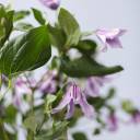Клематис (Clematis) - с добавлением зелени - миниатюра 