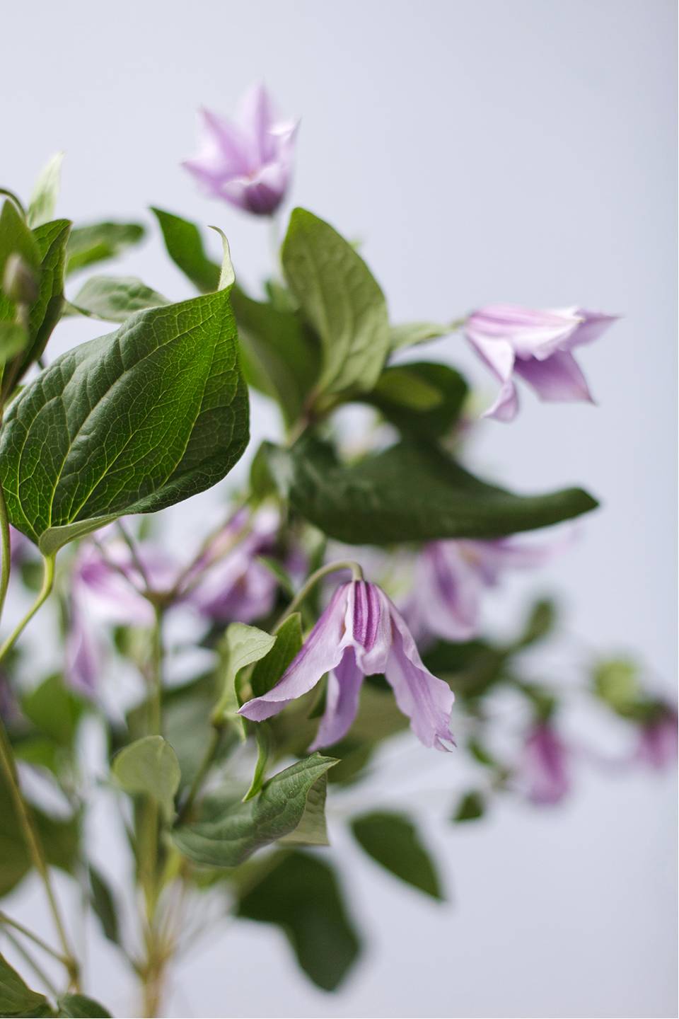 Клематис (Clematis) - с добавлением зелени