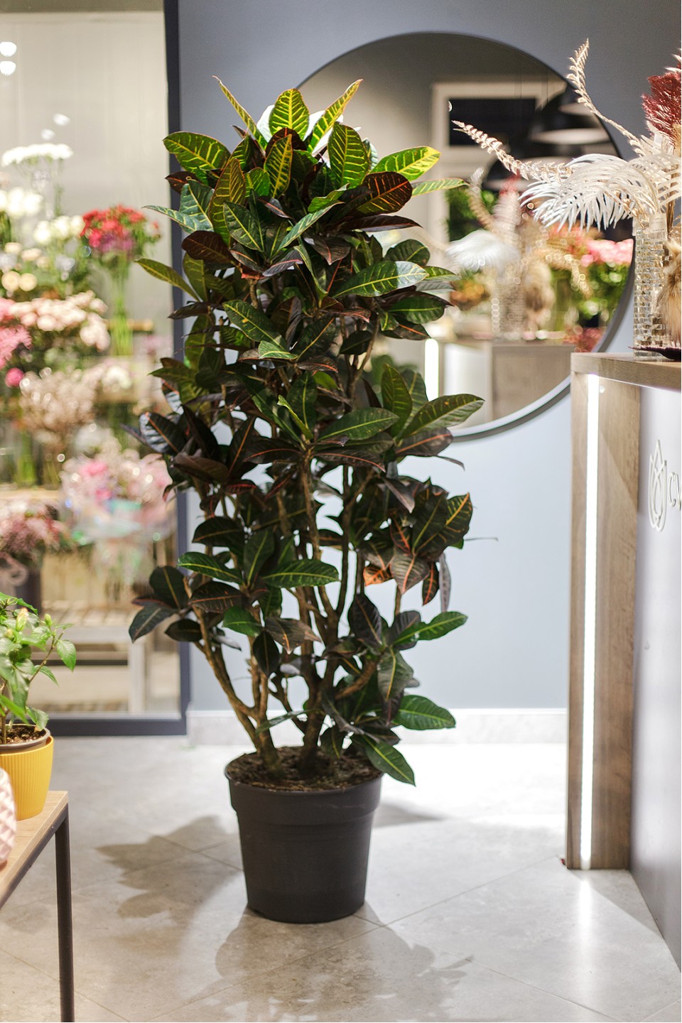 Кодиум Петра 170-34