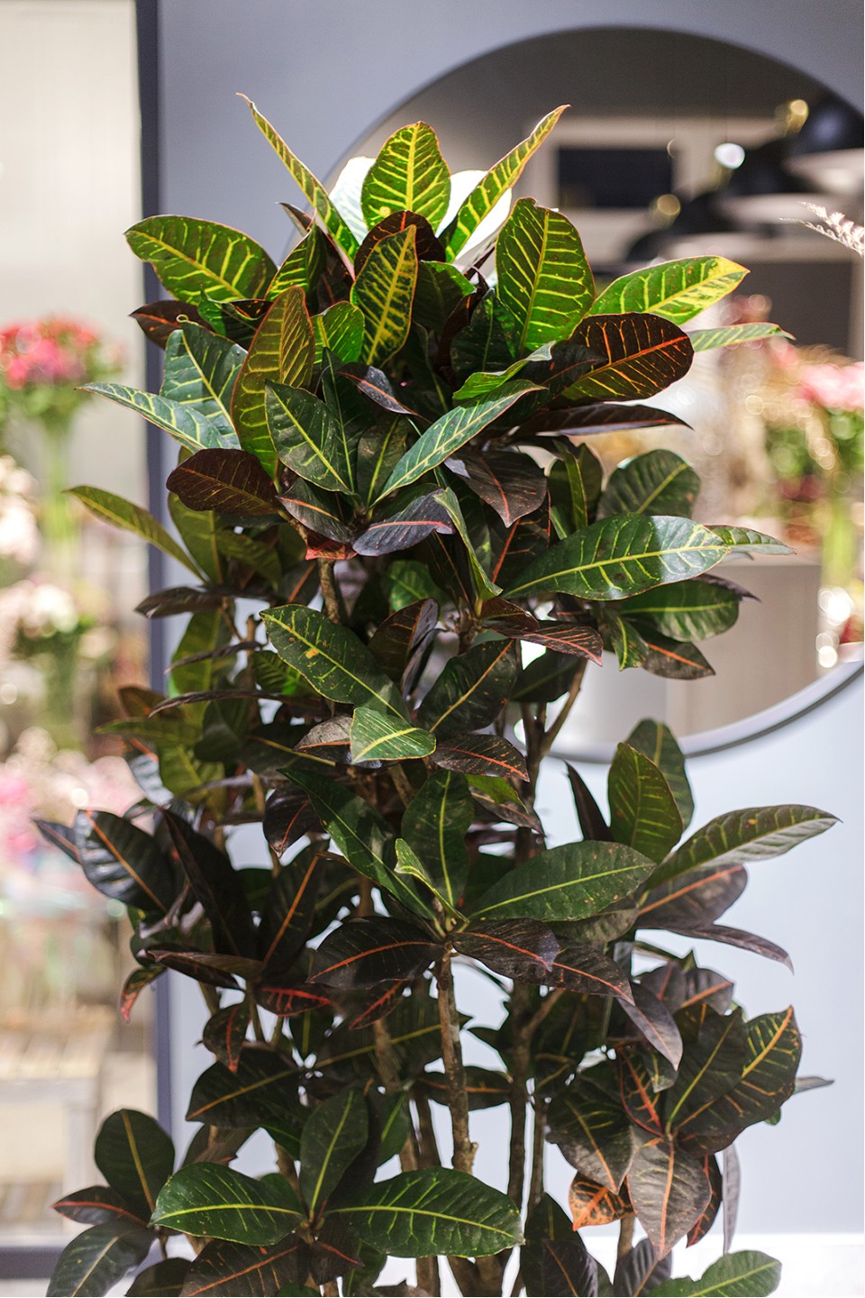 Кодиум Петра 170-34 - с добавлением зелени