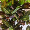 Кодиум Петра 170-34 - с доставкой по Минску - миниатюра