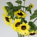 Подсолнух садовый - миниатюра