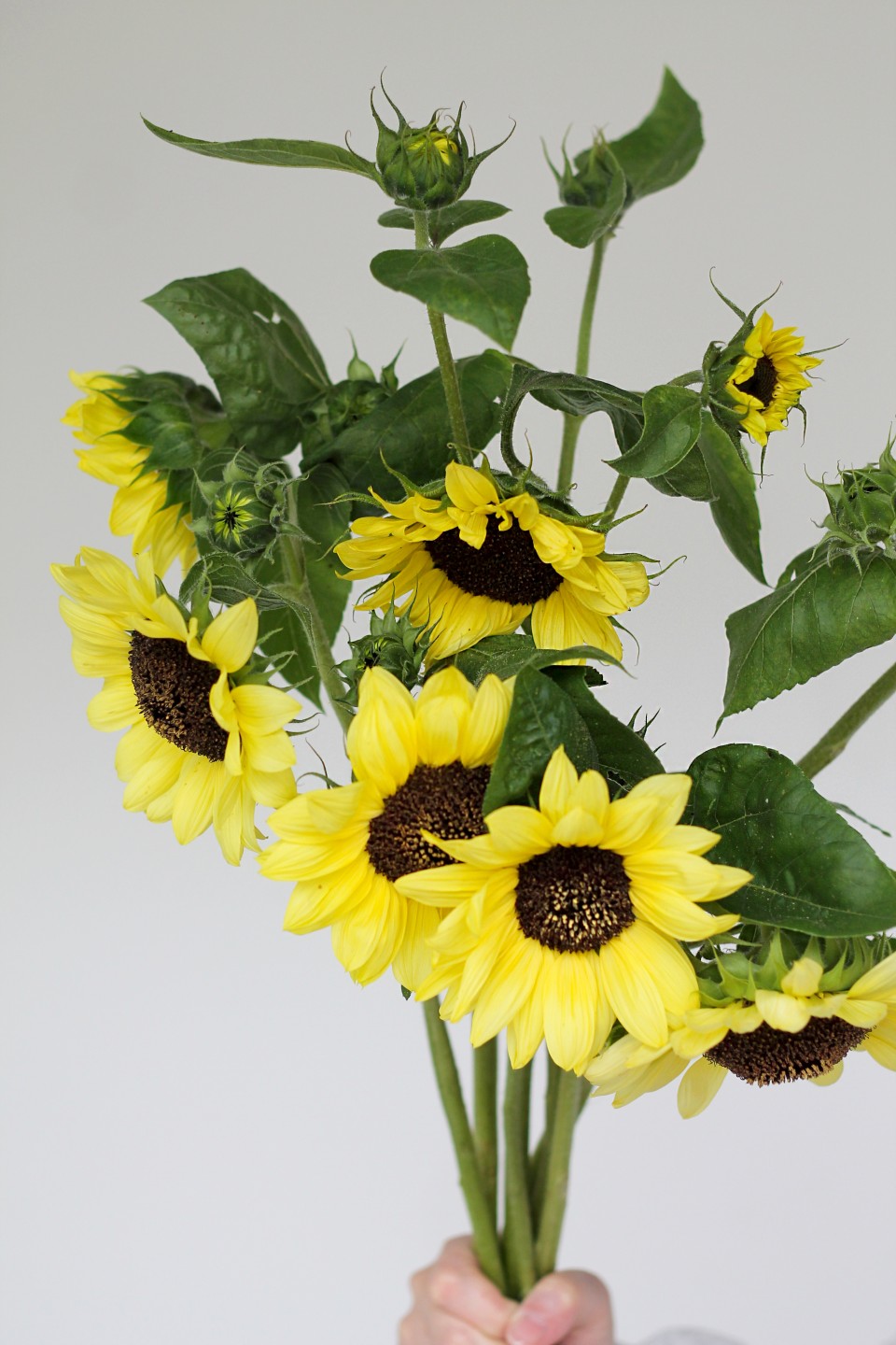 Подсолнух садовый