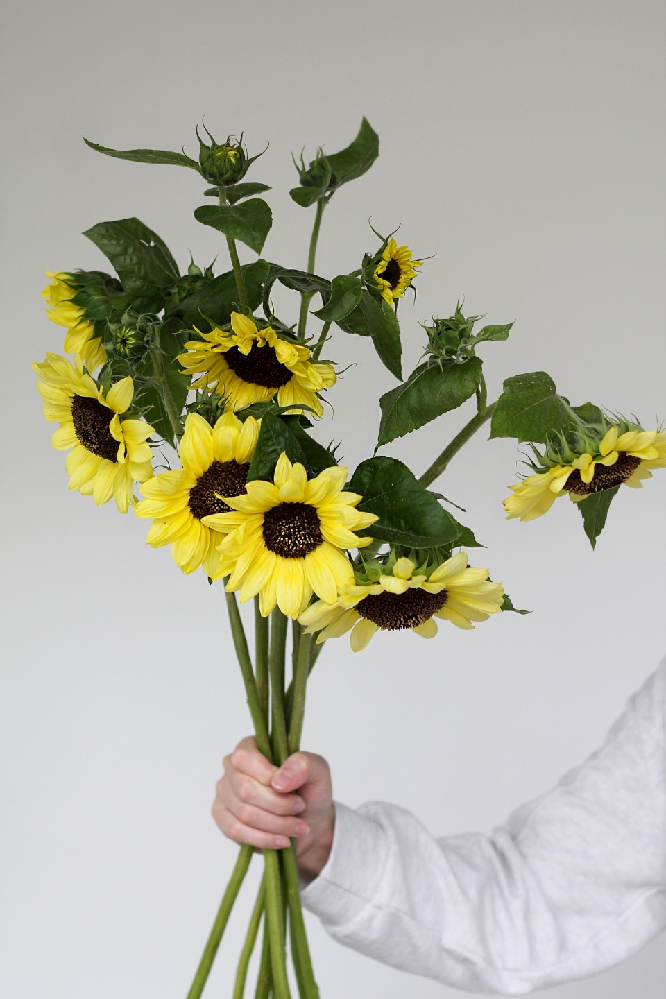 Подсолнух садовый - с добавлением зелени