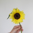 Подсолнух садовый - с доставкой по Минску - миниатюра