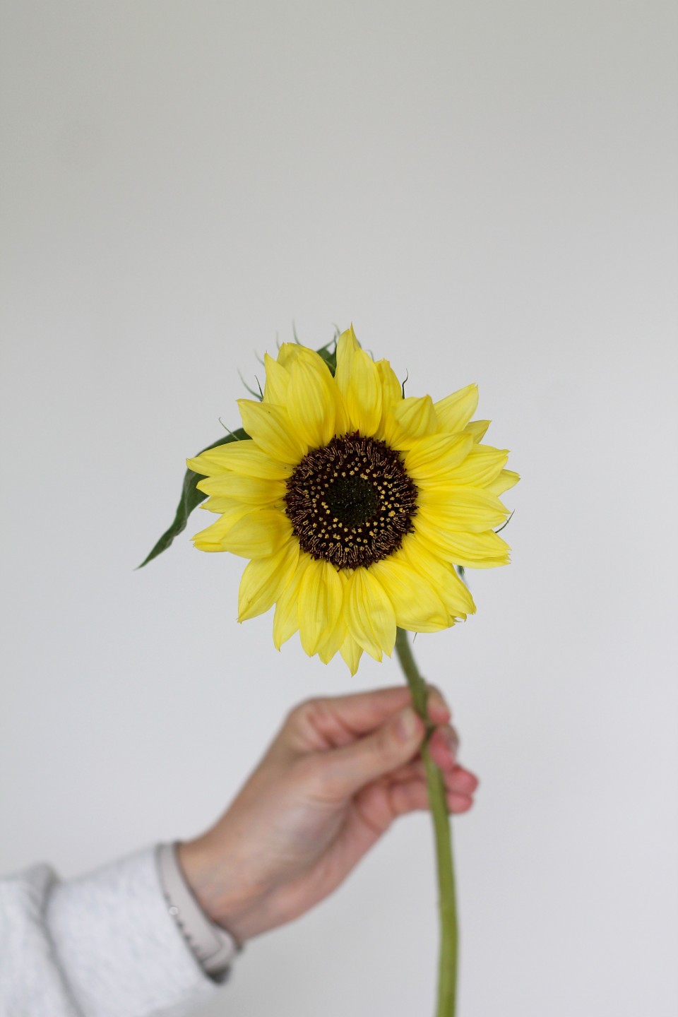 Подсолнух садовый - с доставкой по Минску