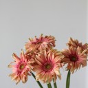 Гербера Cпагетти - с доставкой по Минску - миниатюра