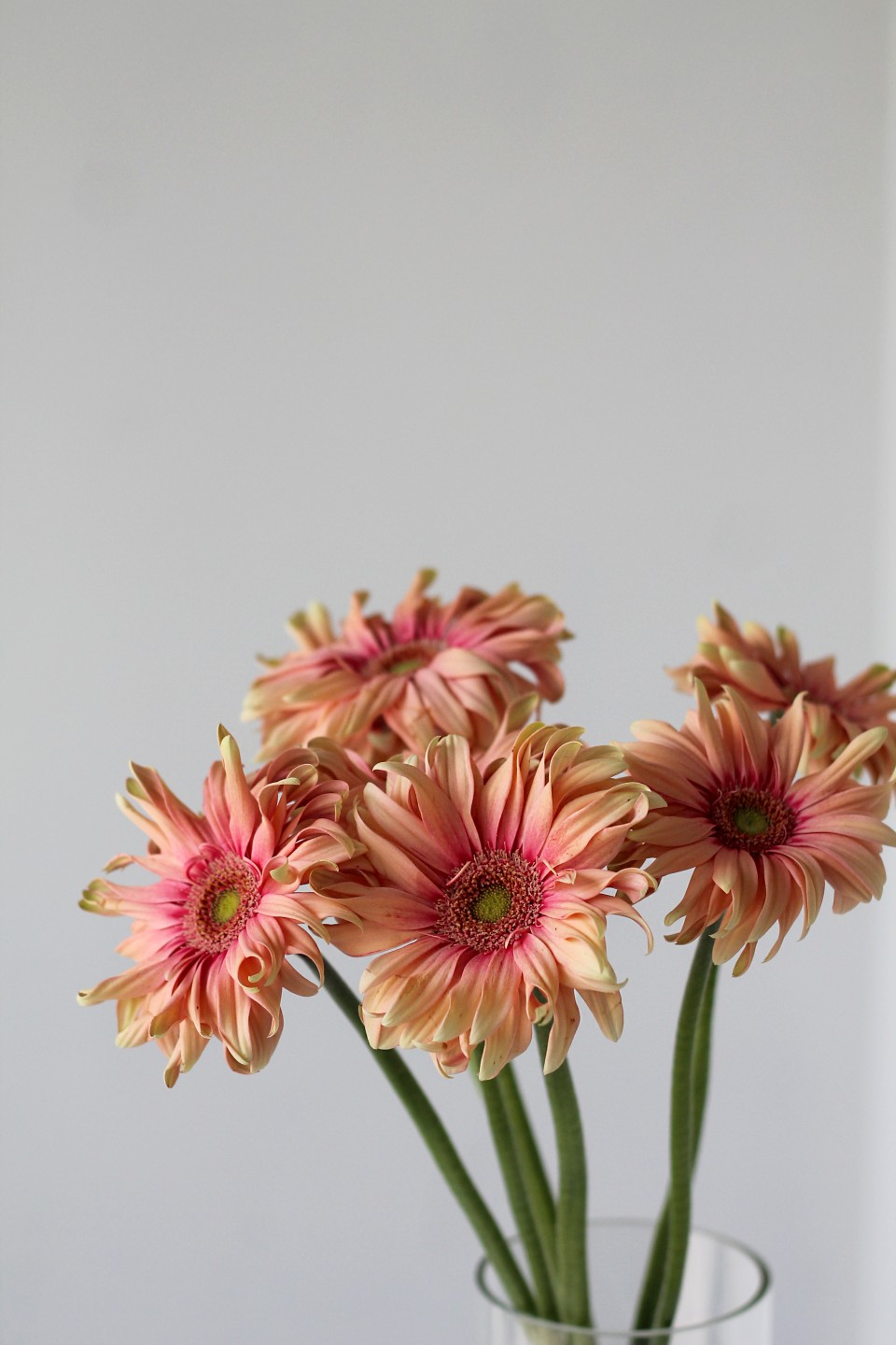 Гербера Cпагетти - с доставкой по Минску