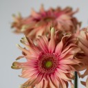 Гербера Cпагетти - миниатюра