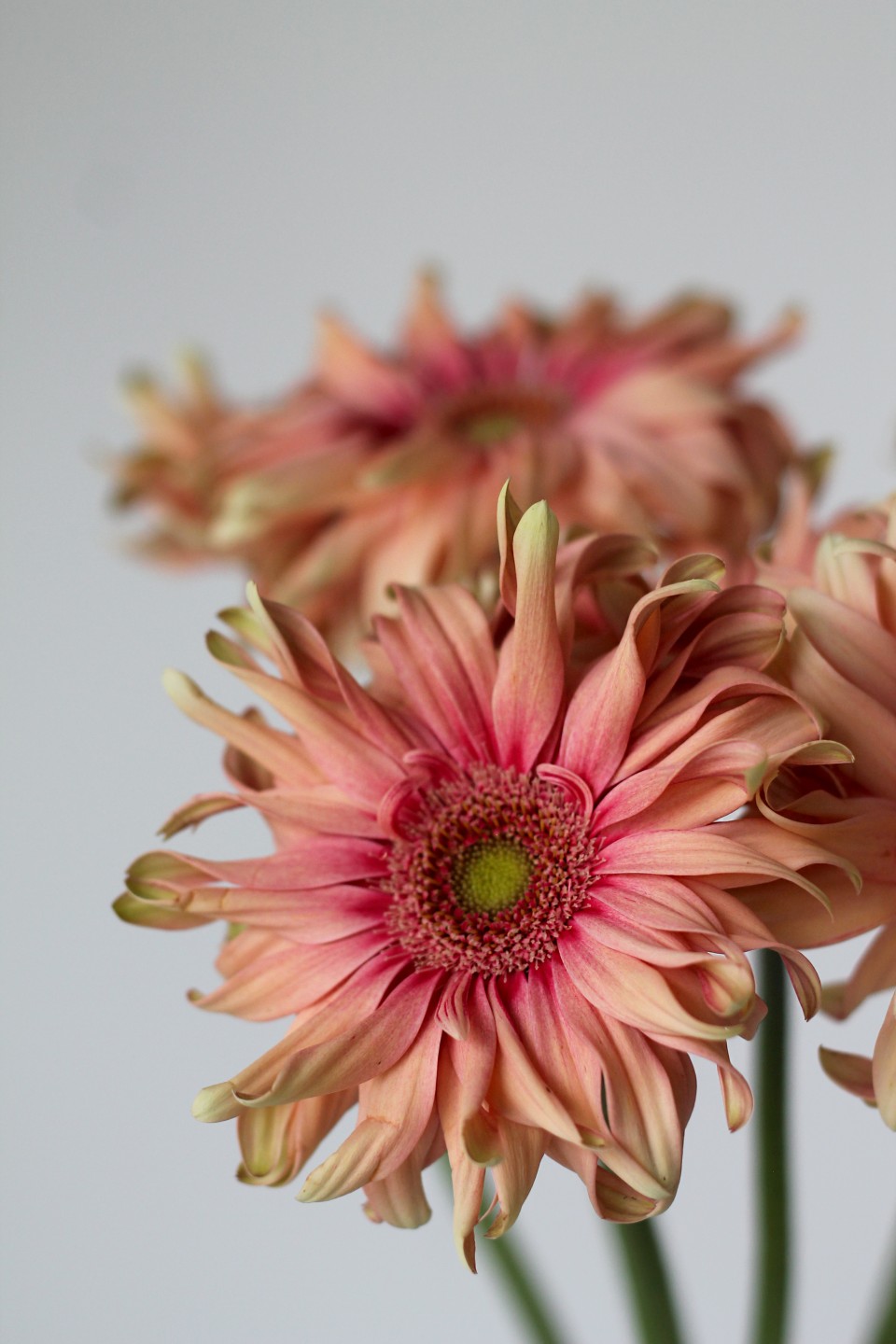 Гербера Cпагетти