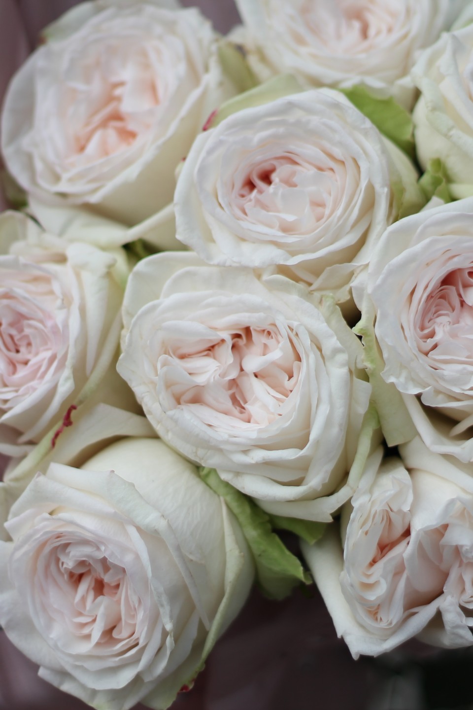 Роза OHara (Охара) - подарочное оформление