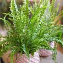 Нефролепис Грин Леди - миниатюра