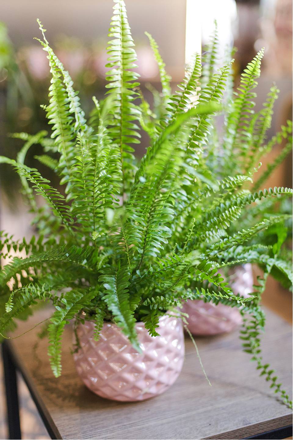 Нефролепис Грин Леди