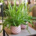 Нефролепис Грин Леди - с добавлением зелени - миниатюра 