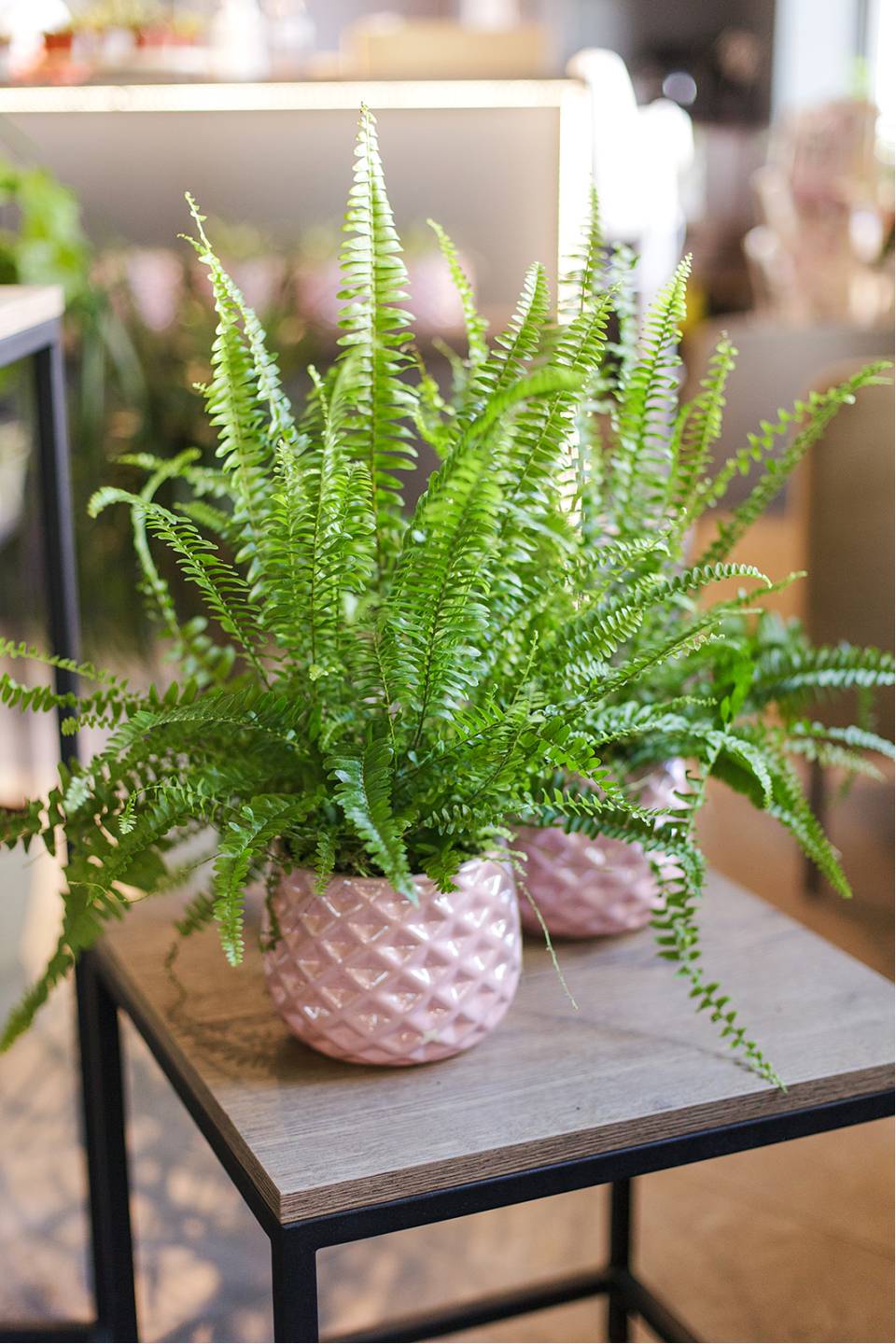 Нефролепис Грин Леди - с добавлением зелени