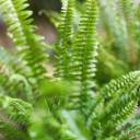 Нефролепис Грин Леди - с доставкой по Минску - миниатюра